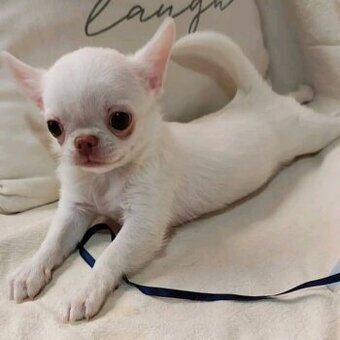 Chihuahua-Welpen zu verkaufen