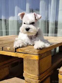 Schnauzer White miniatúrne