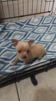 Chihuahua