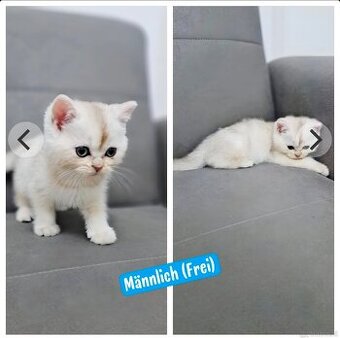 BKH Baby Katze (Mama mit Stammbaum)