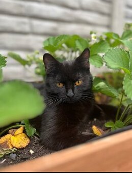 Liebevolle, kastrierte Katze in gute Hände abzugeben