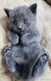 Reinrassige Bkh Kitten
