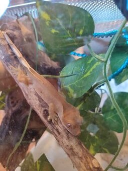 Kronengecko Jungtiere