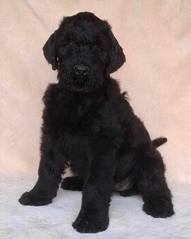 Schwarzer Russischer Terrier – liebevoll aufgezogene Welpen