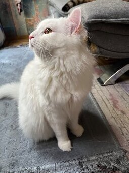 Katze zu verkaufen