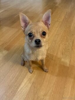 Kleinbleibende Jung Hündin Chihuahua Zwergspitz Mischling 6M