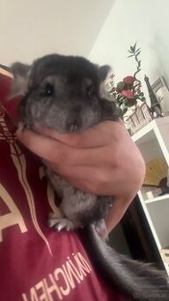 Chinchilla Mädels