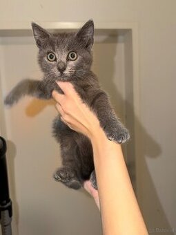 Babykatzen