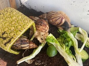 3 große Achatschnecken inkl. Terrarium abzugeben