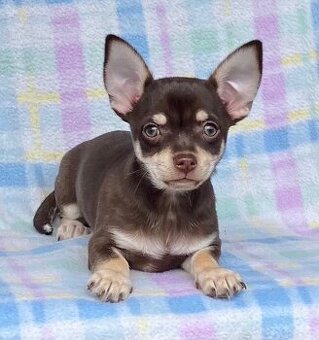 Schoko Chihuahua Rüde