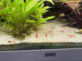 Zwerggarnelen mix