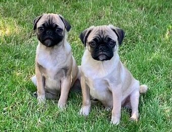Mops Welpen