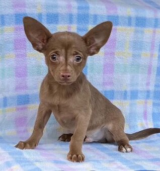 Schokolade Chihuahua Rüde