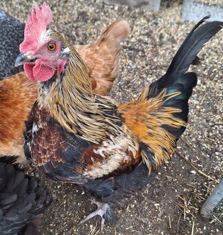Hahn auf Lebensplatz zu vergeben