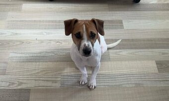 Jack Russell