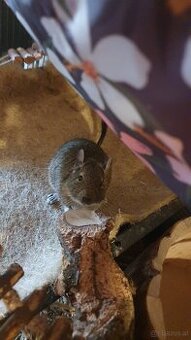 Degus 9 Monate alt mit Käfig und Zubehör