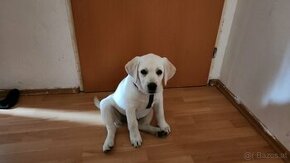 4 Monate alte labrador Hündin sucht zu Hause für immer