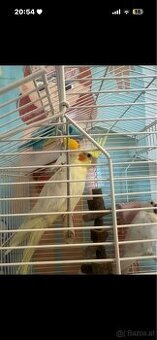 2 Nymphensittiche+ Käfig