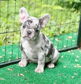 Französische Bulldoggen zur Adoption