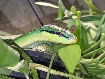 Grüne Strauchnatter -Gonyosoma frenatum