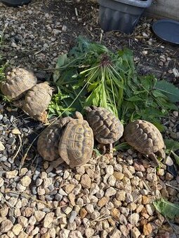 Griechische Landschildkröten