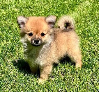 Pomeranian Zwergspitz Welpen