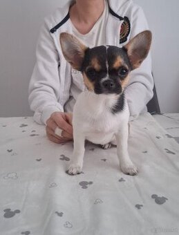 Chihuahua mit stammbaum