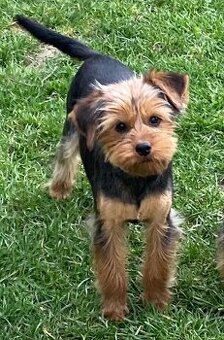 Yorki Rüde