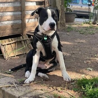 Tyson sucht ein schönes Zuhause