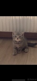 Bkh kitten