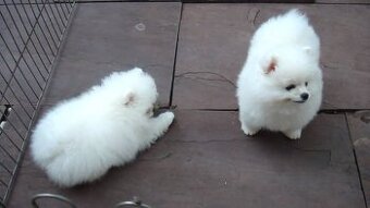 Pomeranian-Welpen