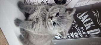 Britishe katze