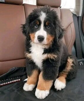 Berner Sennenhundwelpen suchen ein Zuhause