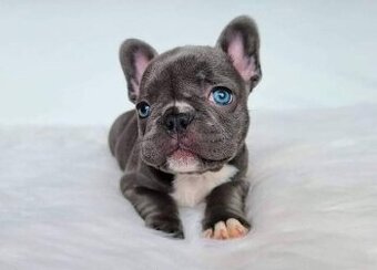 Französische Bulldoggenwelpen ab sofort verfügbar