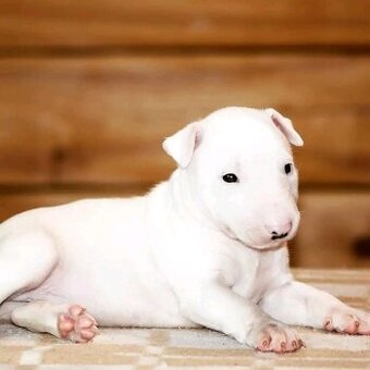 Bullterrierwelpen suchen ein neues Zuhause