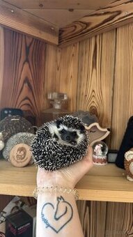Afrikanische Zwergigel - (African Pygmy Hedgehog)