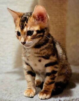 Reinrassige Bengal Kitten