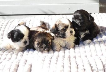 Süße Shih Tzu Welpen