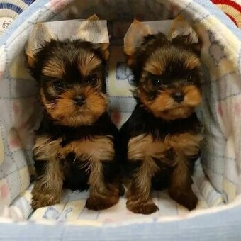 Gesunde Yorkie-Welpen suchen ein neues Zuhause