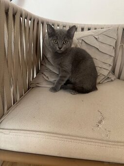 Babykatze halb britisch kurzhaar