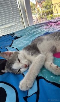 Babykatze