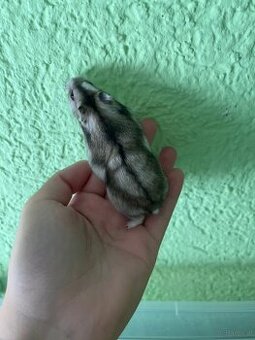 Dschungarische Zwerghamster Weiblich