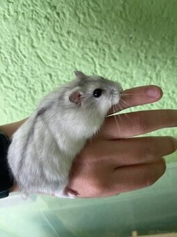 Dschungarischer Zwerghamster Männlich