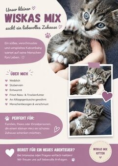 🐾 Süßes Katzenbaby sucht liebevolles Zuhause 🐾