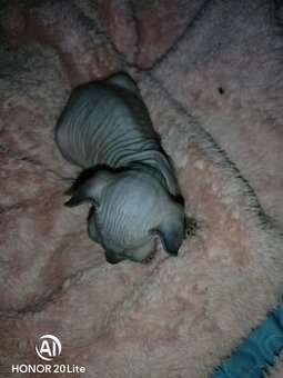 Sphynx-Kätzchen aus liebevoller Hausaufzucht suchen ein Zuha