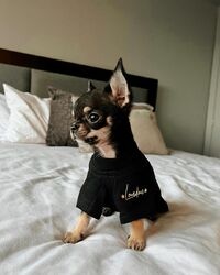 Reinrassige Chihuahua-Welpen aus Qualitätszucht zu verkaufen