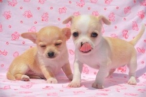 Chihuahua-Welpen der Toy-Rasse zu verkaufen.