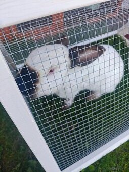 2 Kalifornier Kaninchen / Hasen