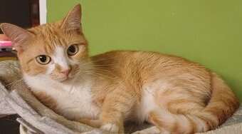 Katze zu verkaufen