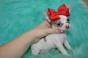 Bezaubernde Chihuahua-Welpen zu verkaufen.